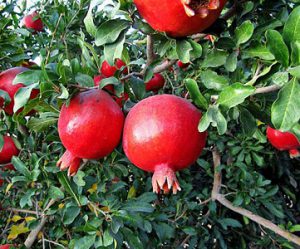 کود نانو انار