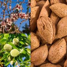 کود نانو بادام