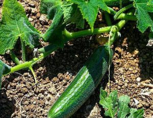 کود نانو خیار