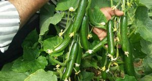 کود نانو خیار