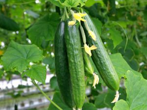 کود نانو خیار