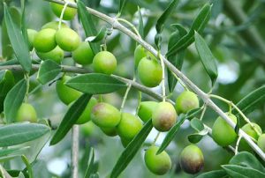  نانو کود زیتون