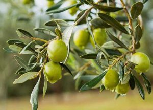 کود نانو زیتون