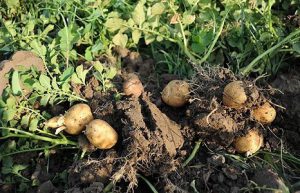 کود نانو سیب زمینی