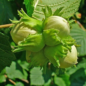 کود نانو فندق