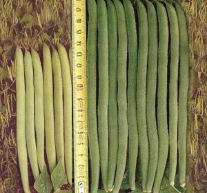 نانو کود باغات