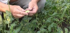 کود نانو نخود