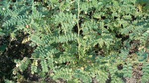 کود نانو نخود