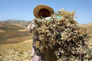 کود نانو نخود