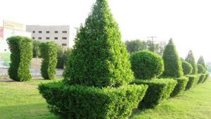 کود نانو فضای سبز