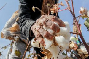 کود نانو پنبه