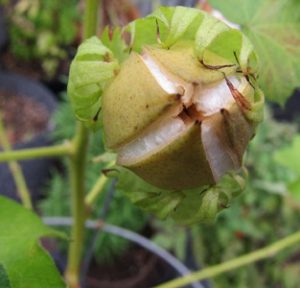 کود نانو پنبه