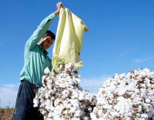 کود نانو پنبه