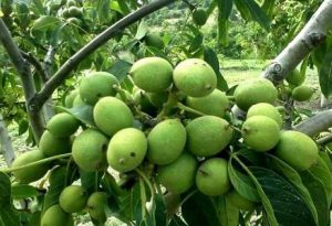 کود نانو گردو