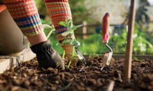 کود مایع نانو