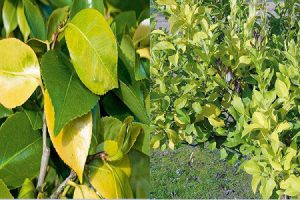 کود نانو ازت