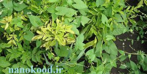 نانو کود کلات نیتروژن