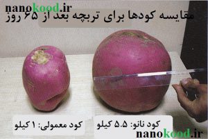 کود نانو کشاورزی