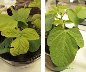 کود نانو کلات آهن