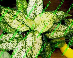 کود نانو سکویا