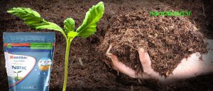 نانو کود خضراء