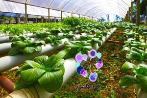 نانو کود خضراء