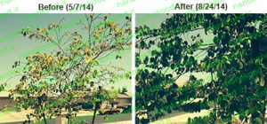 نانو کود کلات آهن