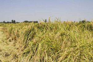 کود نانو کلات خضرا