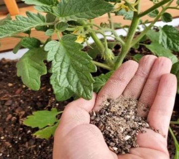 کود ارگانیک باغات انگور