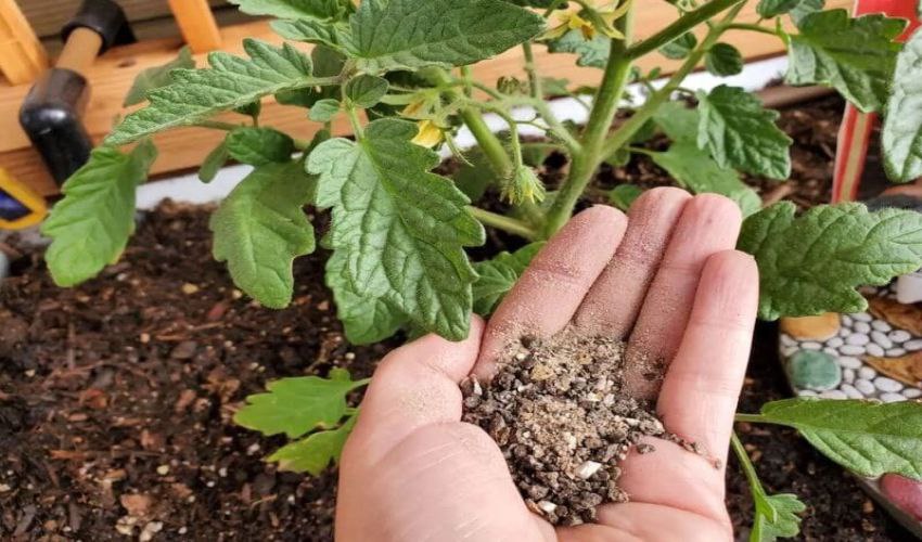 کود ارگانیک باغات انگور