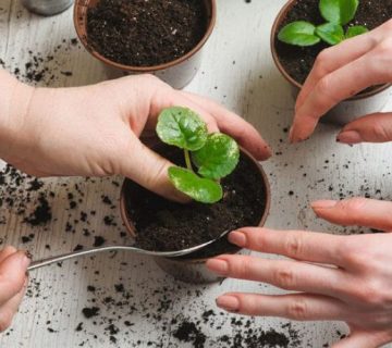 کود ارگانیک