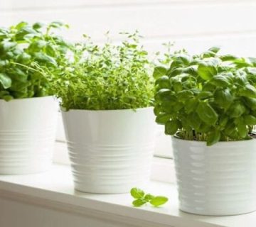 کود ارگانیک برای سبزیجات