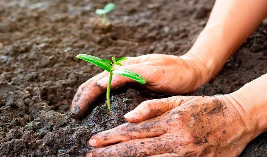 کود ارگانیک ارگانامین