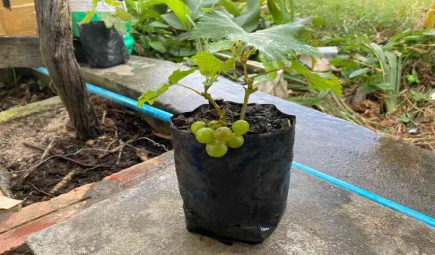 کود ارگانیک باغات انگور